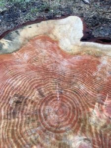 Tree Rings as Evoution of Self